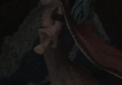 Late night SoF with Vivi Nefertari