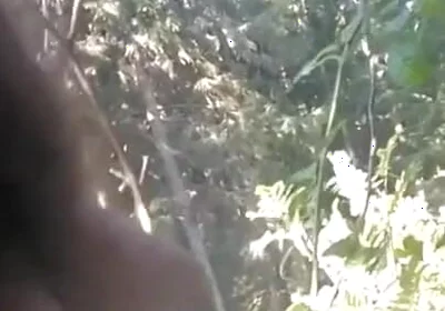 Pissing in My Backyard