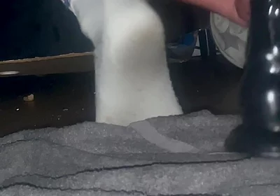 Tangaboy Stops the Asshole