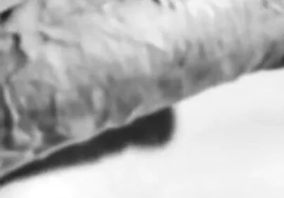 Revealing My Big White Hard Cock