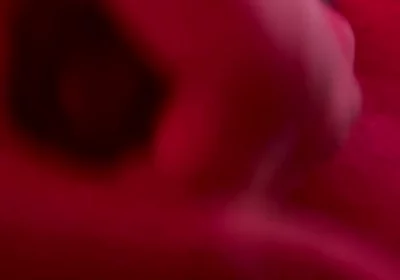 Red Golden Perish Golden Sperm Shot