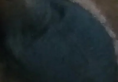 Who Wants My Dick?