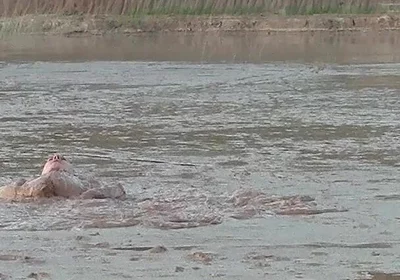 Exploring the Deep and Creamy Mud Pond