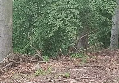 Forest Exhibition: a Banished Bird in a Beech Forest