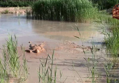 A Short Exploration of a New Mud Lake